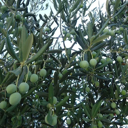 Tina Trogir